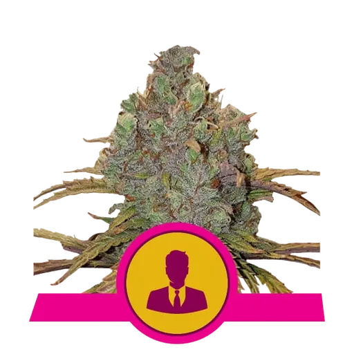 El Patron | PHOTOFEM | Royal Queen Seeds