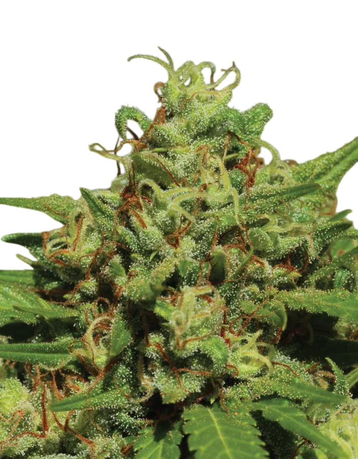Emerald Fire OG Auto – Produktansicht