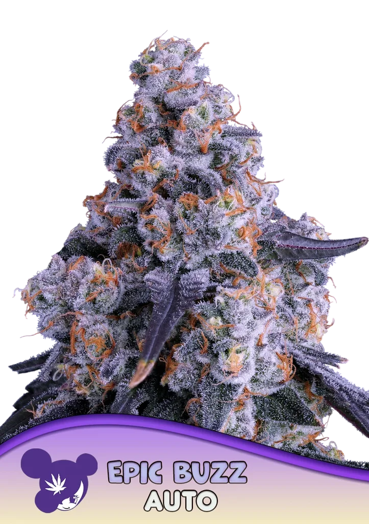 Epic Buzz Auto – Produktansicht