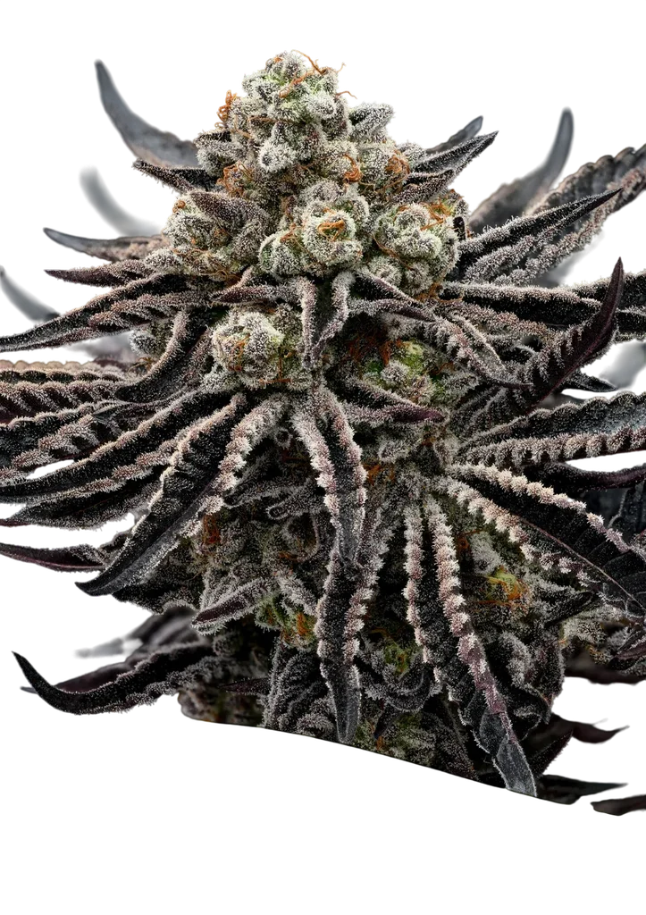 Epic Buzz | PHOTOFEM | Anesia Seeds