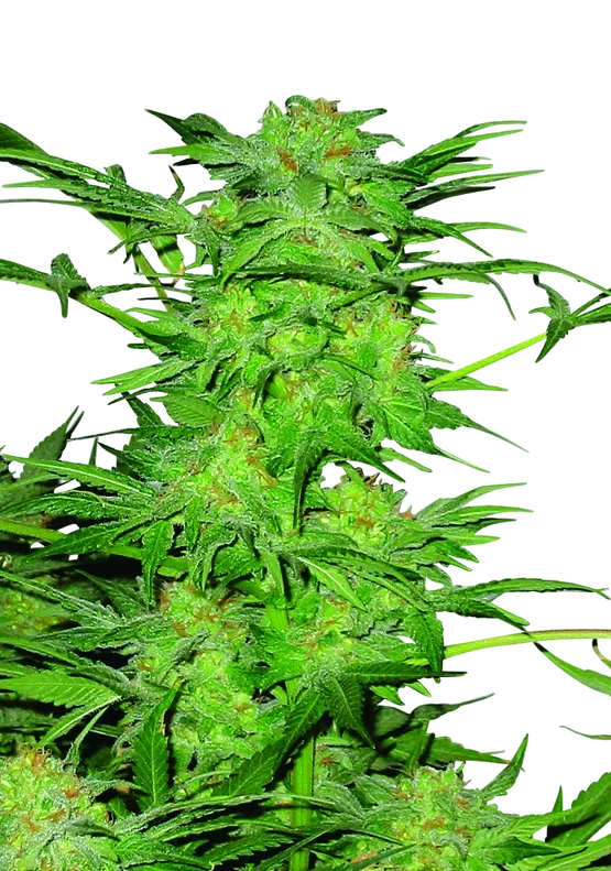 AK-48 – Produktansicht