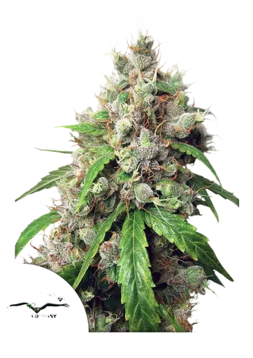 Euforia Auto | AUTOFEM | Dutch Passion
