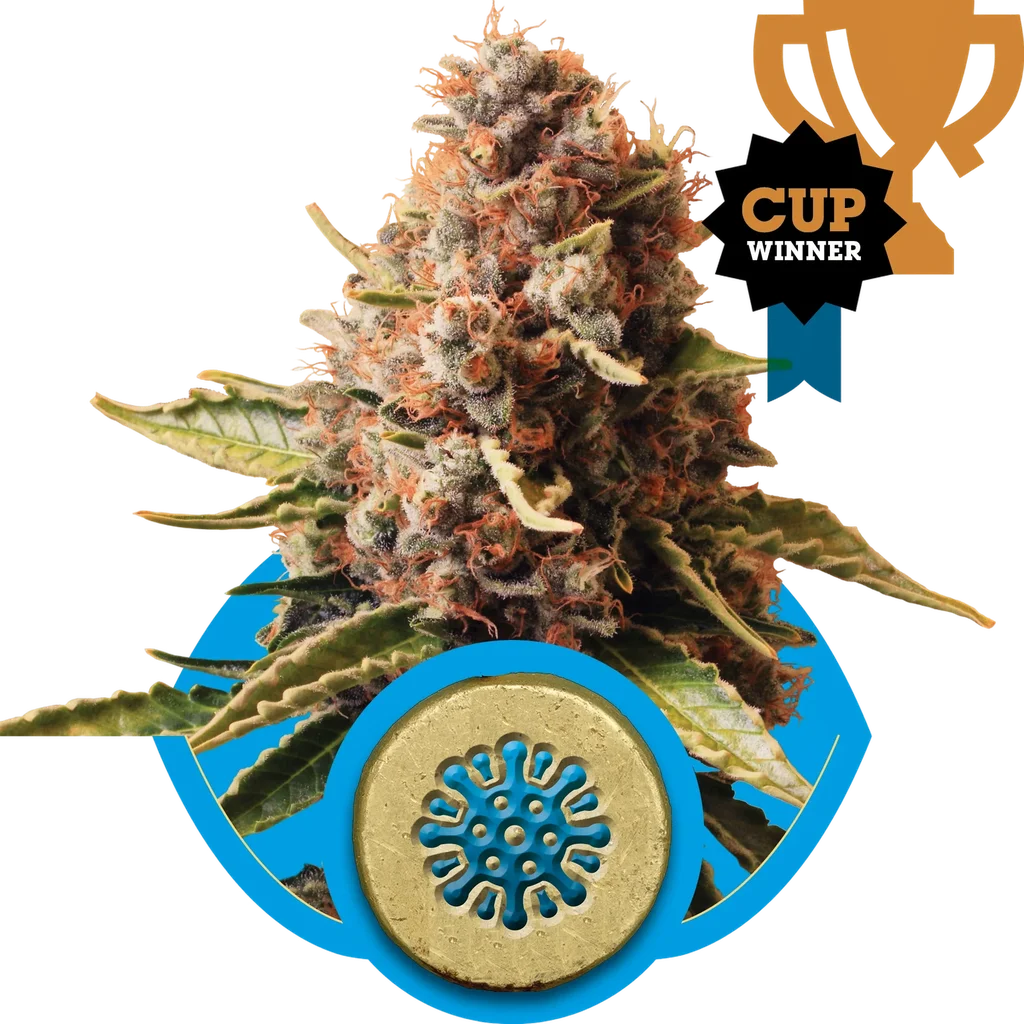 Euphoria CBD – Produktansicht