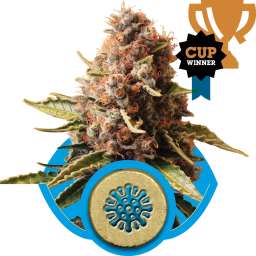 Euphoria CBD | PHOTOFEM | Royal Queen Seeds
