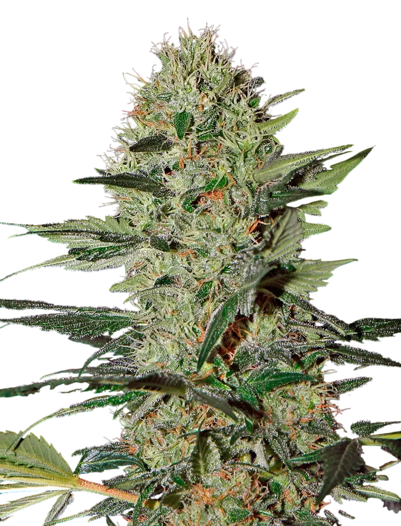 Exodus Cheese Auto – Produktansicht