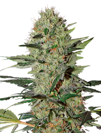 Exodus Cheese Auto