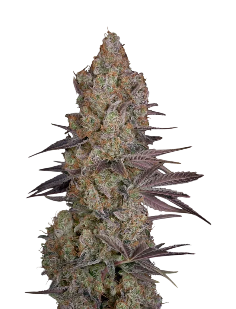 Exodus Cheese – Produktansicht