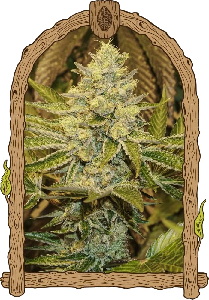 Exotic Animal | PHOTOFEM | Exotic Seed