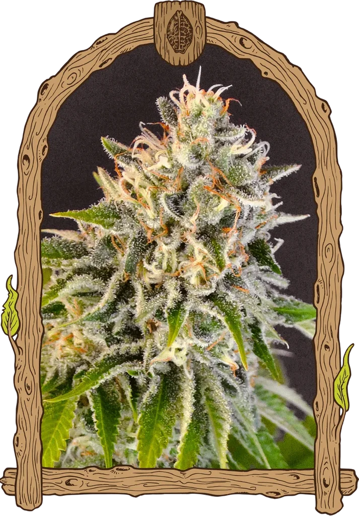 Exotic Biscotti – Produktansicht