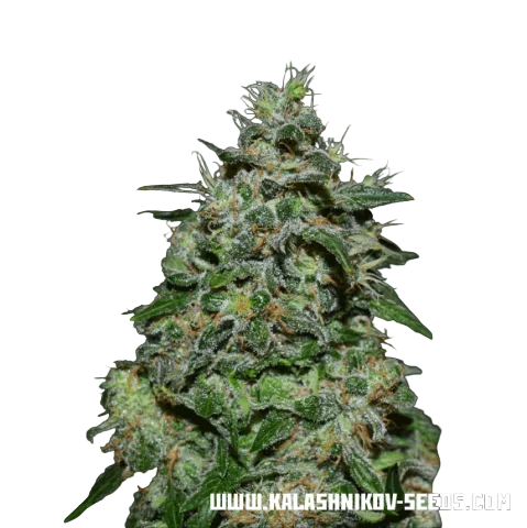 AK Kush Express – Produktansicht