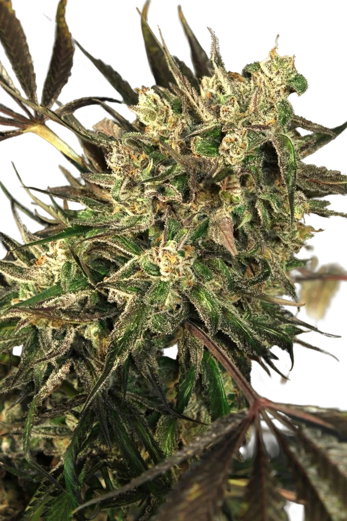 Exotic Colours | PHOTOFEM | Exotic Seed