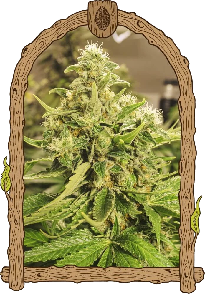 Exotic Pure CBG | PHOTOFEM | Exotic Seed