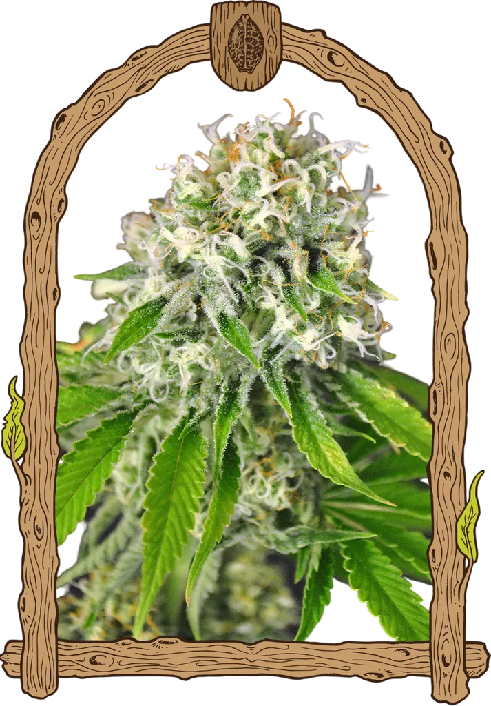 Exotic Runtz | PHOTOFEM | Exotic Seed