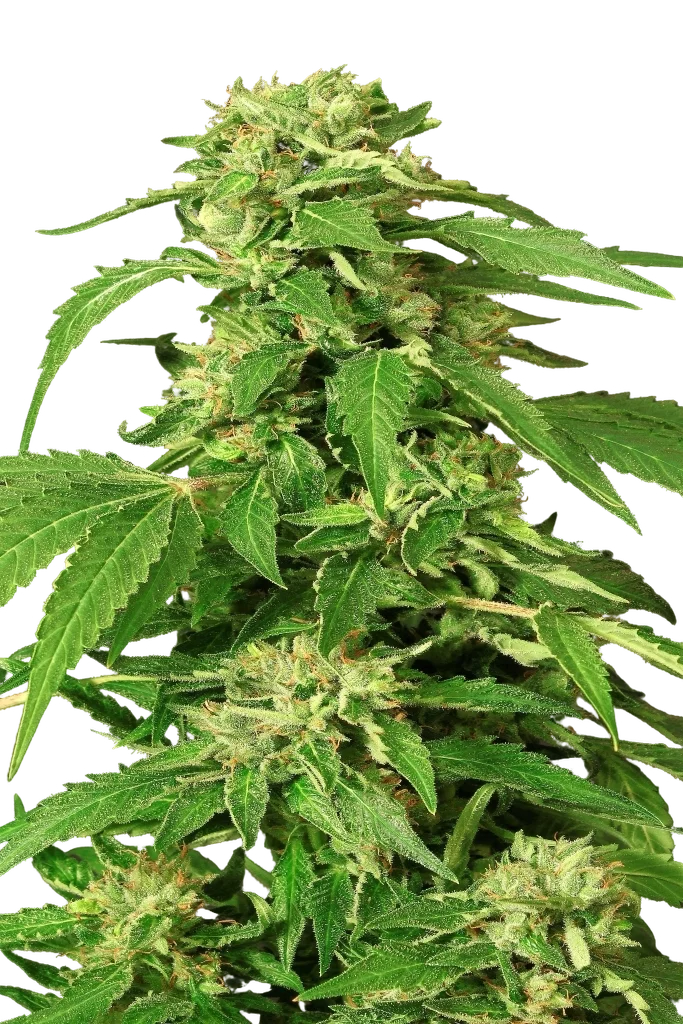 Exotic Thai | PHOTOFEM | Exotic Seed