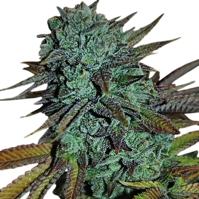 Expert Gorilla – Produktansicht