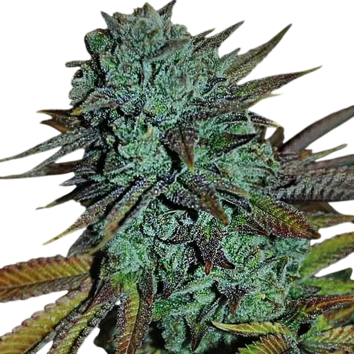 Expert Gorilla