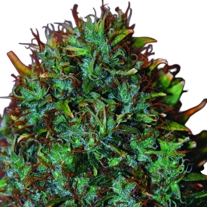Expert Haze – Produktansicht