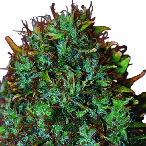 Expert Haze