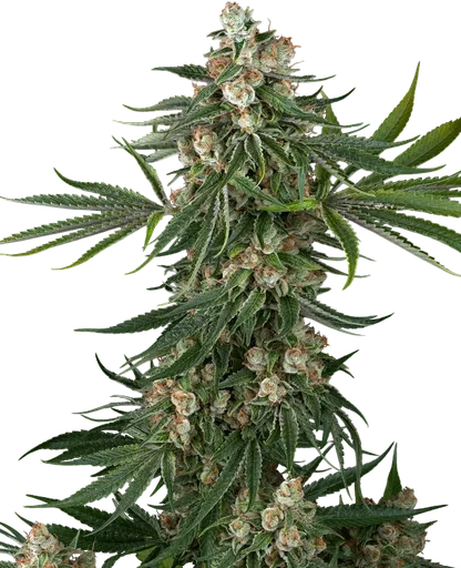 Fallout OG