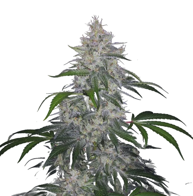 Fantasmo Express Auto – Produktansicht
