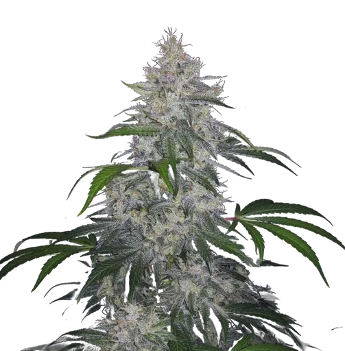 Fantasmo Express Auto