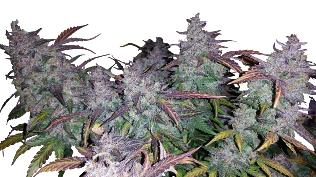 Fastberry Auto | AUTOFEM | Fast Buds