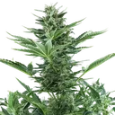 Quick One | AUTOFEM | Royal Queen Seeds