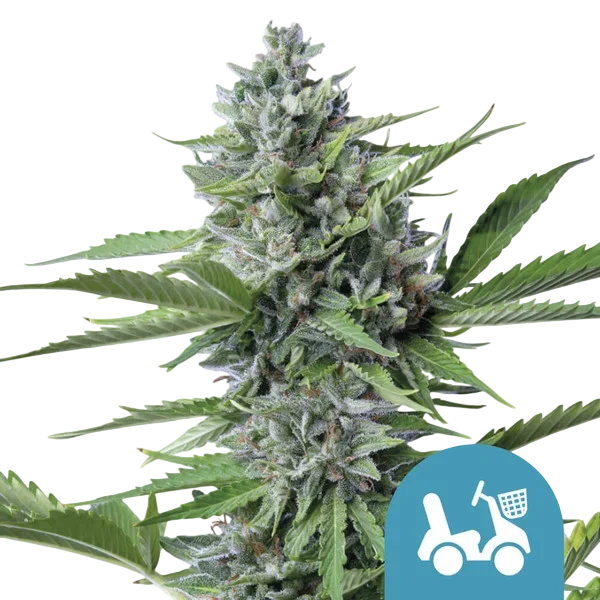 Fast Eddy CBD Auto – Produktansicht