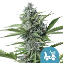 Fast Eddy CBD | AUTOFEM | Royal Queen Seeds