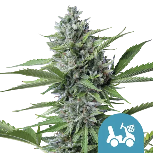 Fast Eddy CBD | AUTOFEM | Royal Queen Seeds