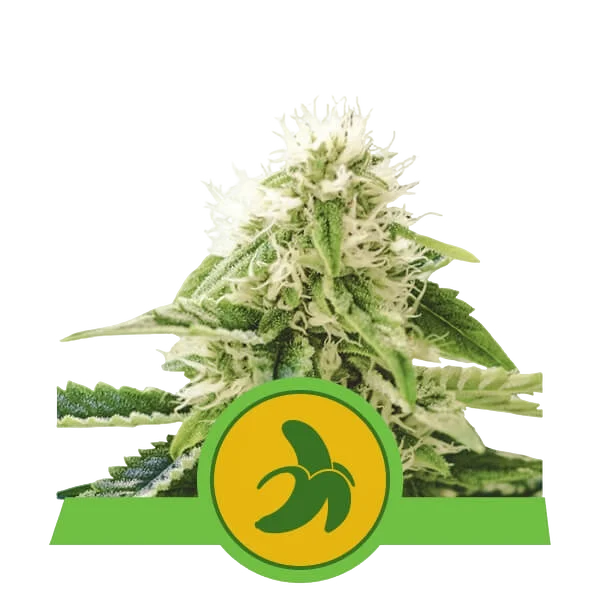 Fat Banana Auto – Produktansicht