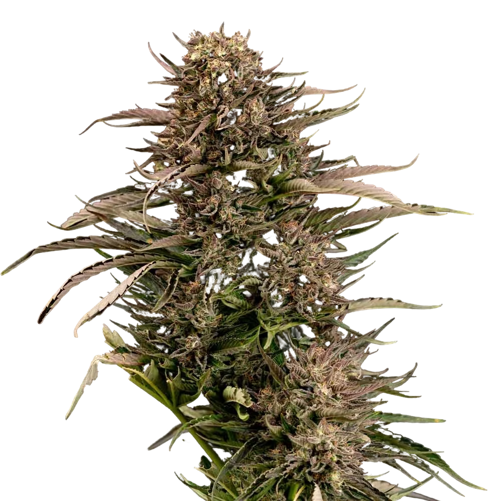 Fatso GMO F1 Auto – Produktansicht