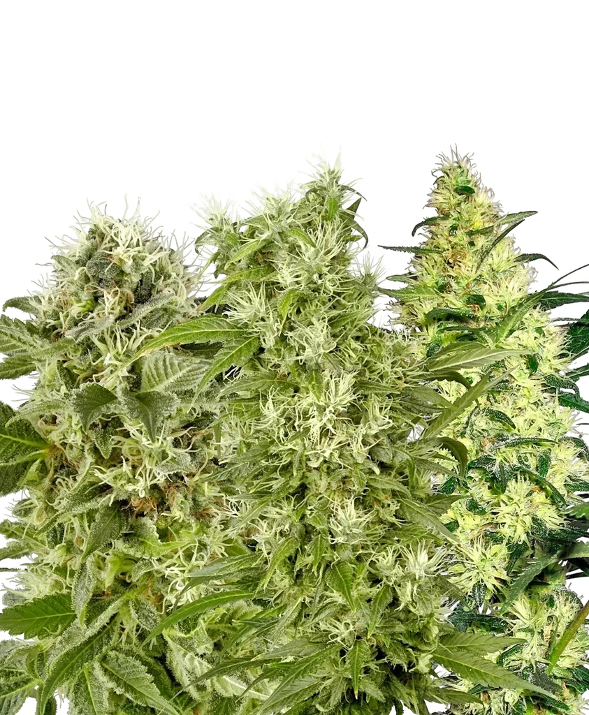 Female Mix – Produktansicht