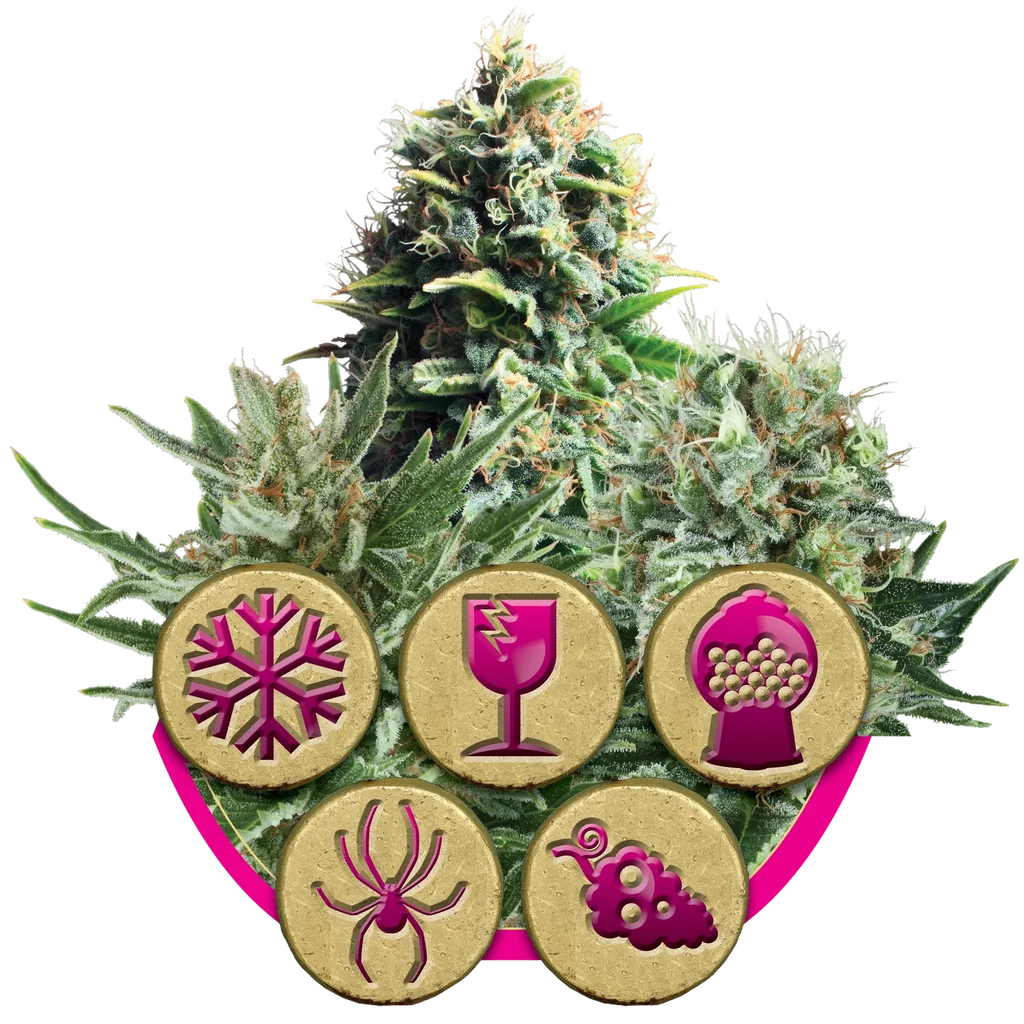 Feminized Mix – Produktansicht