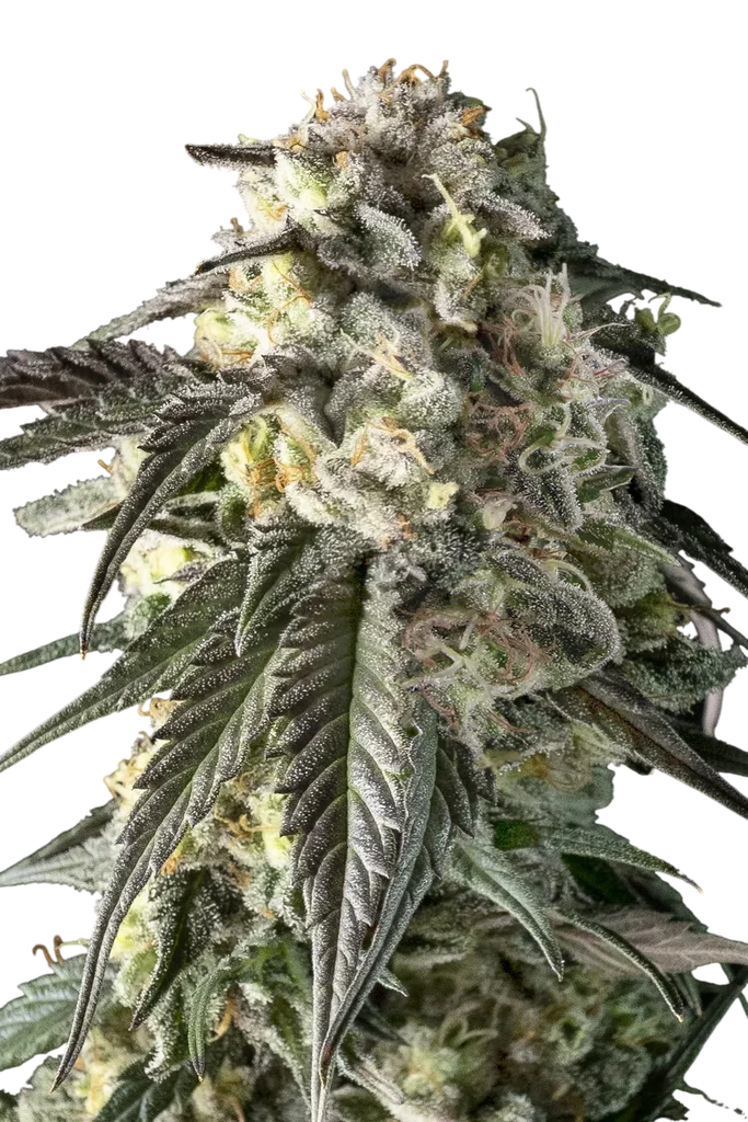 Fire DOG – Produktansicht