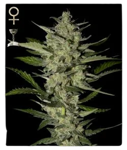Flowerbomb Kush – Produktansicht