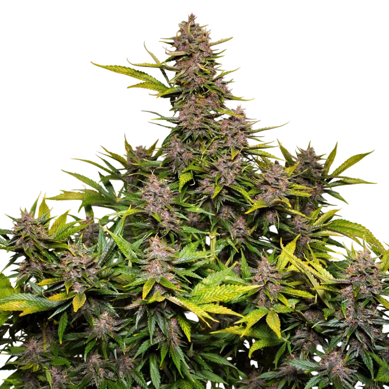 Forbidden Cherry Auto – Produktansicht