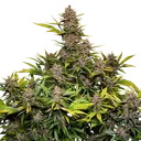 Forbidden Cherry | AUTOFEM | Dutch Passion