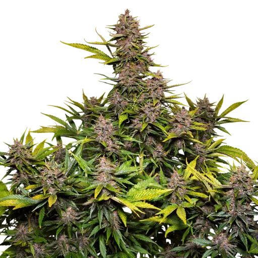 Forbidden Cherry | AUTOFEM | Dutch Passion