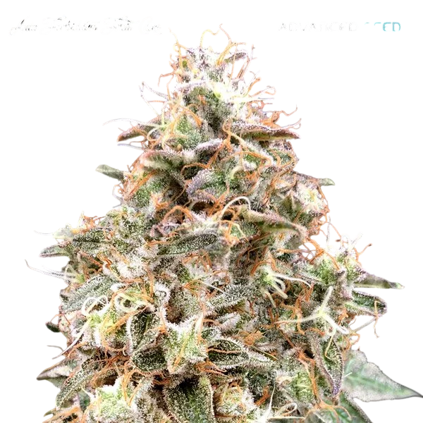 Forbidden Fruit Auto – Produktansicht