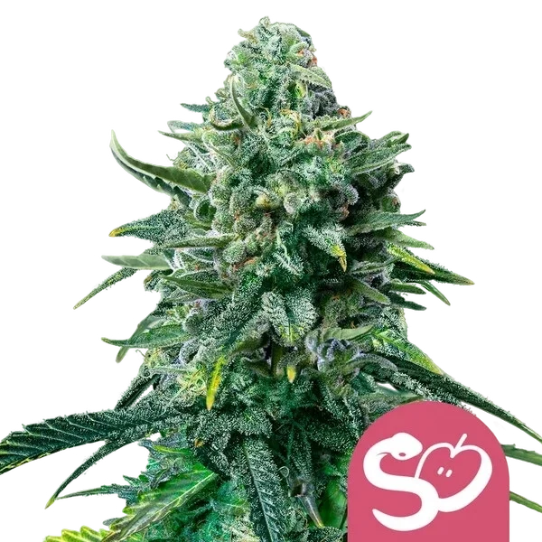 Forbidden Fruit – Produktansicht