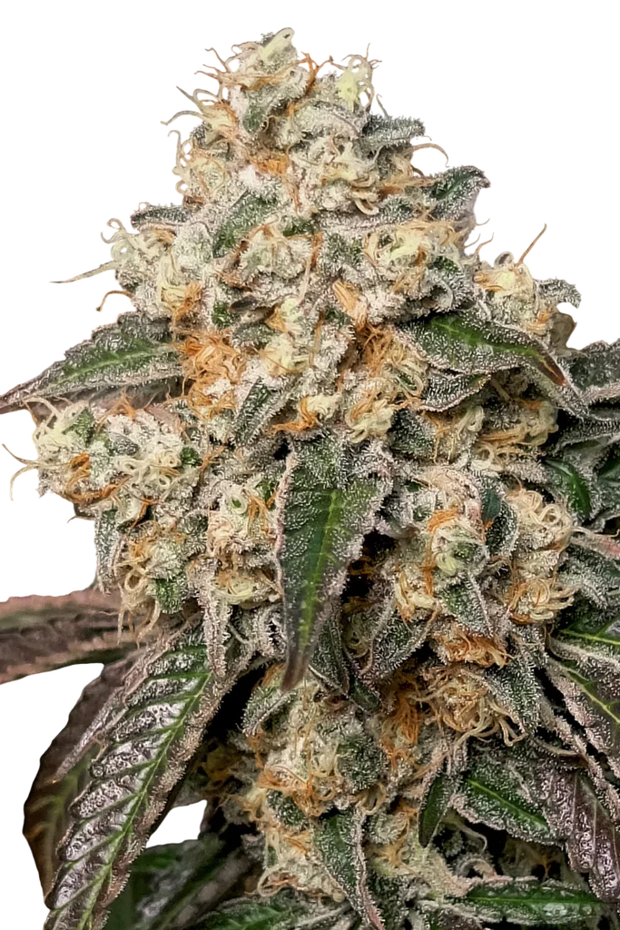 Forbidden Fruit Cake – Produktansicht