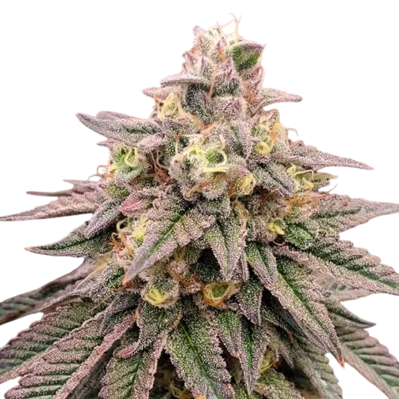 Forbidden Fruit FAST – Produktansicht