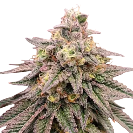 Forbidden Fruit FAST