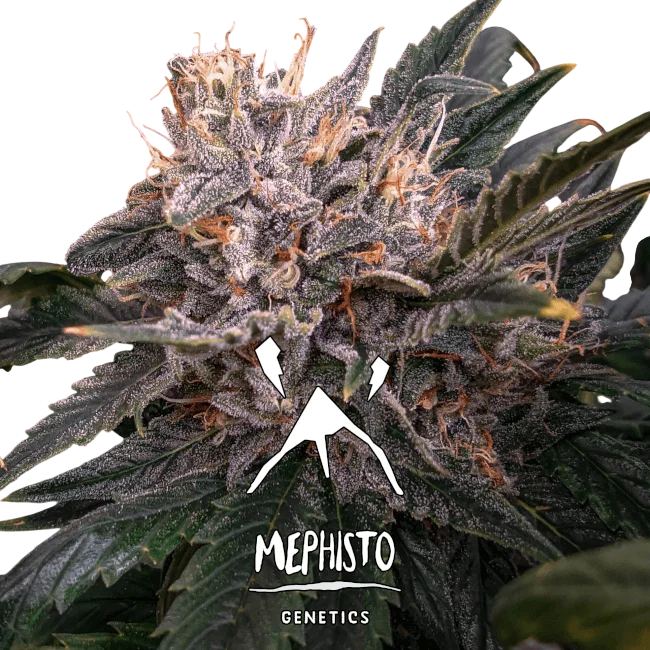Forgotten Cookies Auto – Produktansicht