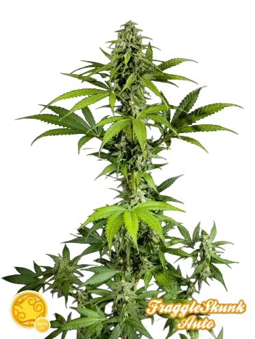 Fraggle Skunk Auto – Produktansicht