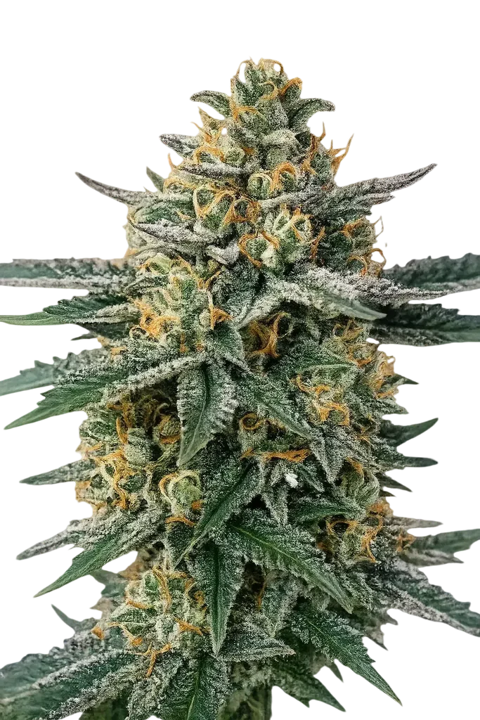 Alien OG – Produktansicht