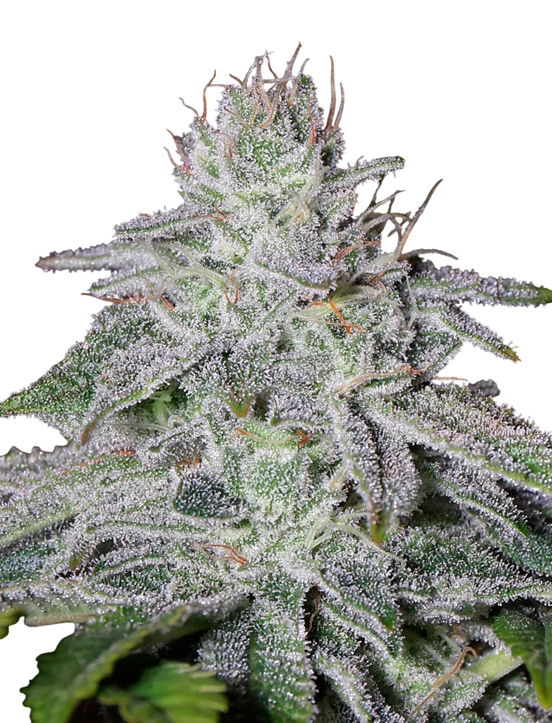 Francos Lemon Cheese | PHOTOFEM | Greenhouse Seed Co.