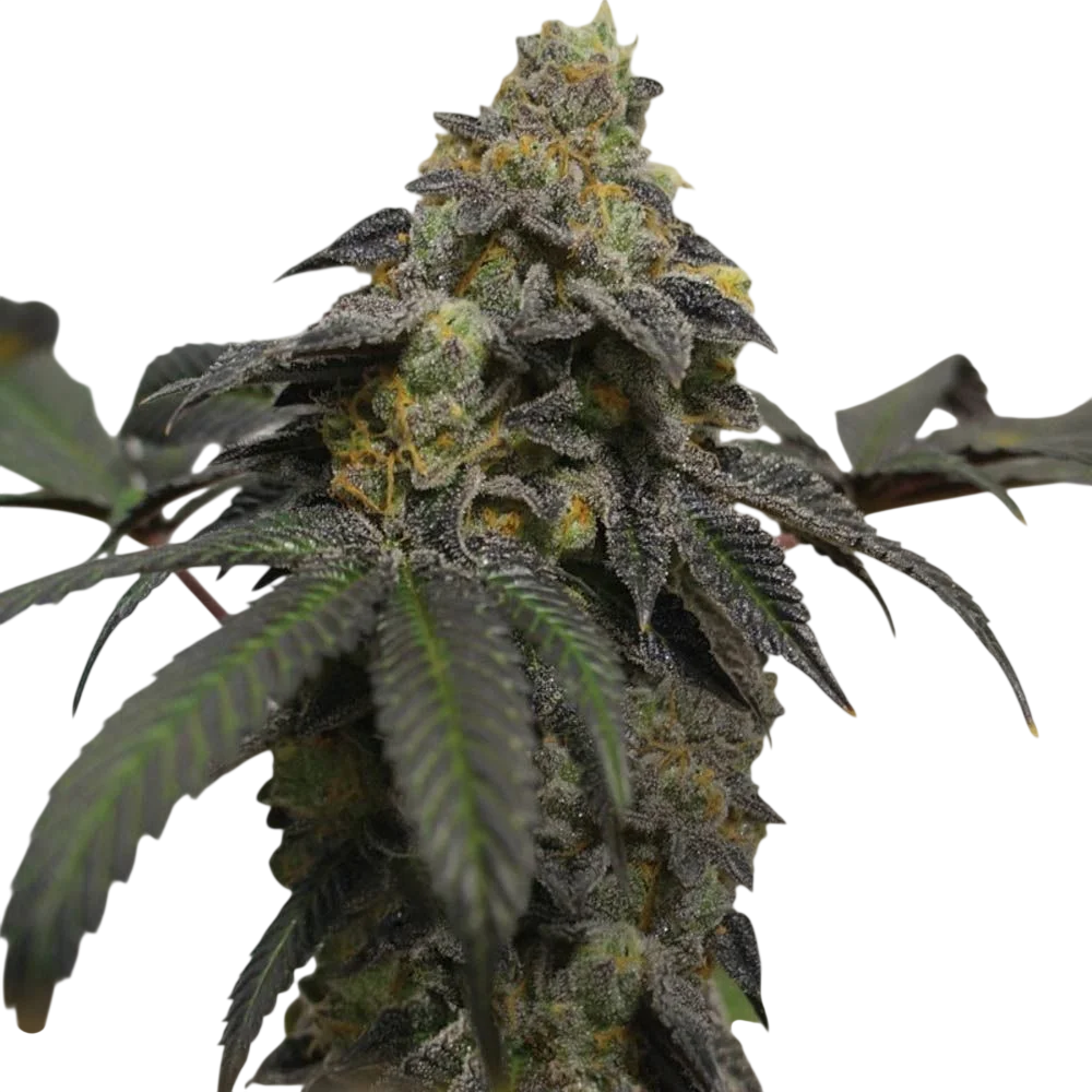 French Cookies | PHOTOFEM | T.H. Seeds