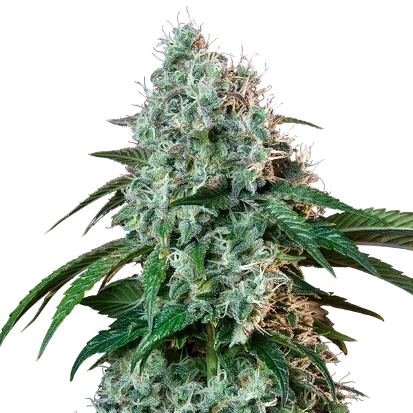 HulkBerry – Produktansicht